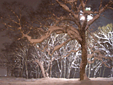 最高の豪雪、最高のパウダー
