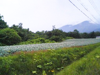 じゃがいもの花