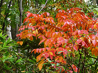 紅葉