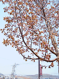 蝦夷山桜