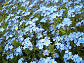 忘れな草